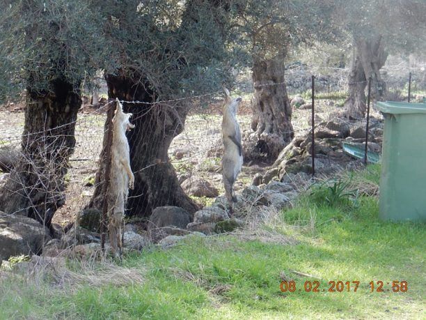 Λέσβος: Κυνηγός σκότωσε αλεπούδες και κρέμασε τα πτώματα τους στο κτήμα του