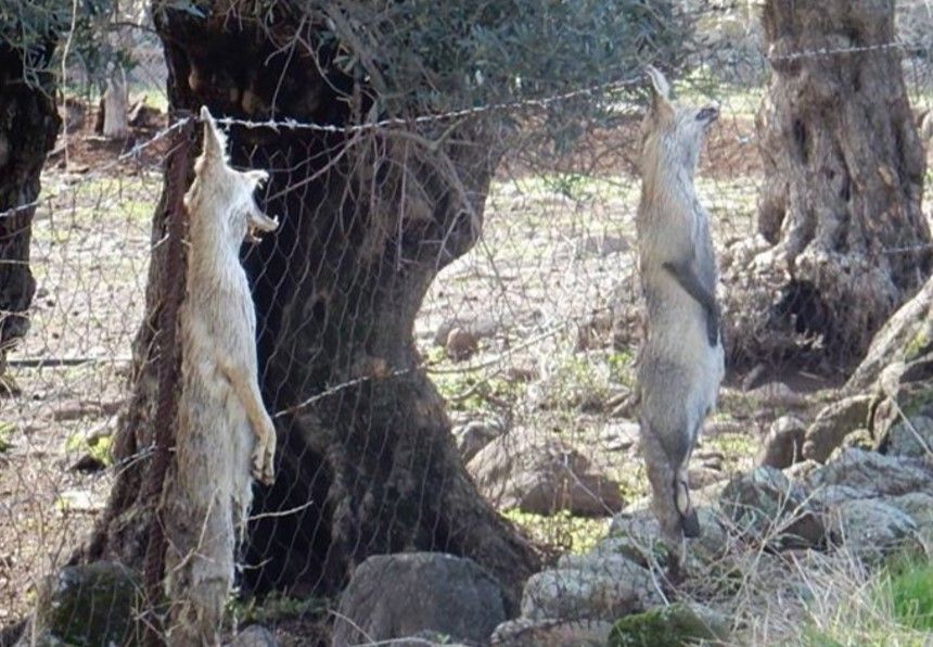 Λέσβος: Κυνηγός σκότωσε αλεπούδες και κρέμασε τα πτώματα τους στο κτήμα του 1 LesvosAlepoudesKtima 7