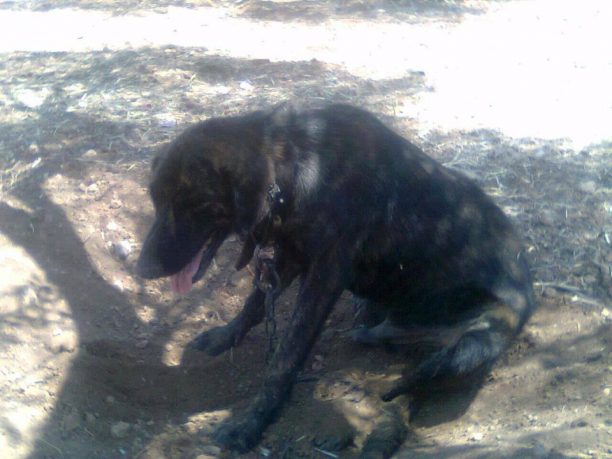 Καταδικάστηκε – με αναστολή – η γυναίκα που κακοποιούσε τον σκύλο της στα Μέγαρα