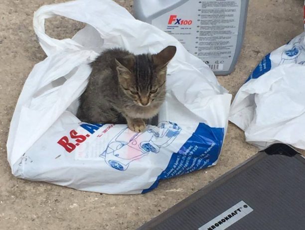 Βρήκε τον γάτο του πυροβολημένο με αεροβόλο στο Μενίδι