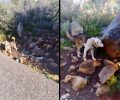 Η Εισαγγελία Πρωτοδικών Μεσολογγίου επέστρεψε το σκυλί – σκιάχτρο στον βασανιστή του & δεν τον συνέλαβε για την κακοποίηση του ζώου