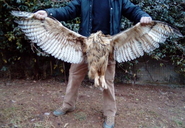 Κυνηγός σκότωσε ακόμα έναν Μπούφο κοντά στο Άργος Ορεστικού