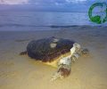 Ο Δήμος Νάξου και Μικρών Κυκλάδων καταδικάζει κάθε ενέργεια θανάτωσης θαλάσσιων χελώνων