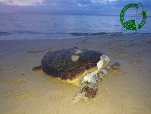 Νάξος: Και 5η αποκεφαλισμένη θαλάσσια χελώνα βρέθηκε στην παραλία της Πλάκας