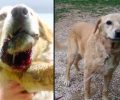 Ασπρόπυργος: Έσωσαν από βέβαιο θάνατο τον σκύλο που βρήκαν στη Νέα Ζωή & αναζητούν γι’ αυτόν ένα σπιτικό (βίντεο)