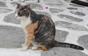 Μικρή ποινή για τον άνδρα που κλώτσησε γάτα στην Πάρο το 2014