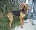Ηράκλειο Κρήτης: Καταδικάστηκε -με αναστολή- ο άνδρας που κακοποιούσε συστηματικά τον σκύλο του για να τον κάνει άγριο κυνηγόσκυλο
