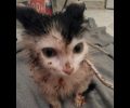Πέραμα: Έσωσε το γατάκι που είχαν δέσει και έσερναν στην άσφαλτο παιδιά