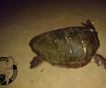 Ακόμα δύο θαλάσσιες χελώνες βρέθηκαν αποκεφαλισμένες στην Πλάκα Νάξου