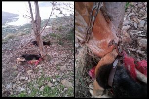 Πλάτανος Λασιθίου: Βρήκαν δύο σκυλιά νεκρά το ένα και αλυσοδεμένο σε δέντρο