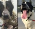 Έσωσε & αναζητά σπιτικό για τον σκύλο που υπέφερε εγκαταλελειμμένος στη Νέα Μάκρη Αττικής