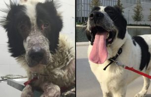 Έσωσε & αναζητά σπιτικό για τον σκύλο που υπέφερε εγκαταλελειμμένος στη Νέα Μάκρη Αττικής