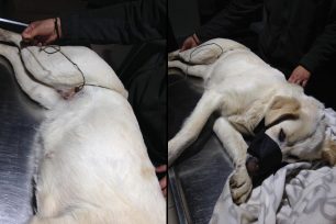 Ψαθάκι Πρέβεζας: Ο σκύλος περιφερόταν με συρμάτινη θηλιά στο σώμα του