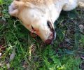 Ραφήνα: Σκότωσε ακόμα έναν αδέσποτο σκύλο πυροβολώντας τον εξ επαφής στο κεφάλι
