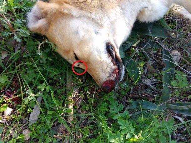 Ραφήνα: Σκότωσε ακόμα έναν αδέσποτο σκύλο πυροβολώντας τον εξ επαφής στο κεφάλι