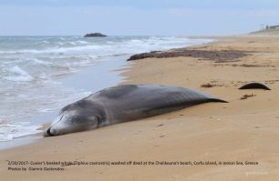 Κέρκυρα: Nεκρή Ραμφοφάλαινα Ζιφιός βρέθηκε στην παραλία της Χαλικούνας