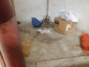 Άγιος Ι. Ρέντης: Βρήκαν τη γάτα νεκρή, πεταμένη σε εγκαταλελειμμένο κτίριο