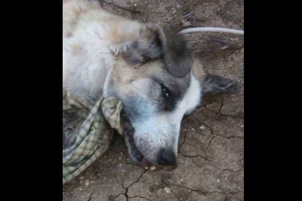 Μάνδρα Αττικής: Βρήκε τον σκύλο πυροβολημένο με σχοινί γύρω από το λαιμό πεταμένο στα σκουπίδια