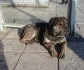 Βρέθηκε υγιής έναν χρόνο μετά ο σκύλος που έχασε κάτοικος του Κιέβου στη Θεσσαλονίκη (βίντεο)