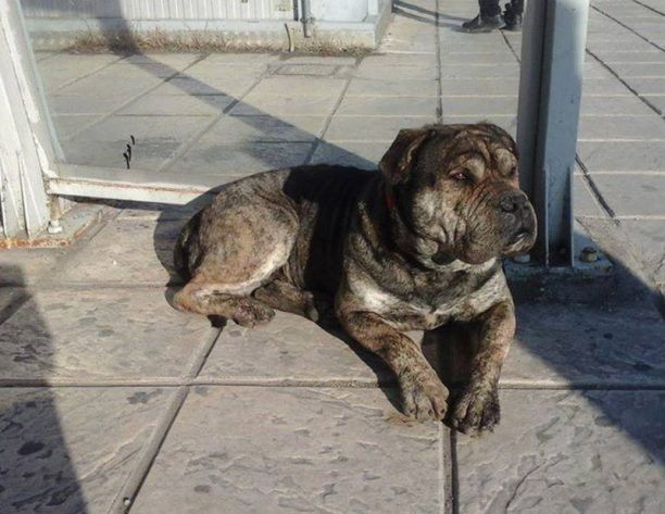 Βρέθηκε υγιής έναν χρόνο μετά ο σκύλος που έχασε κάτοικος του Κιέβου στη Θεσσαλονίκη (βίντεο)