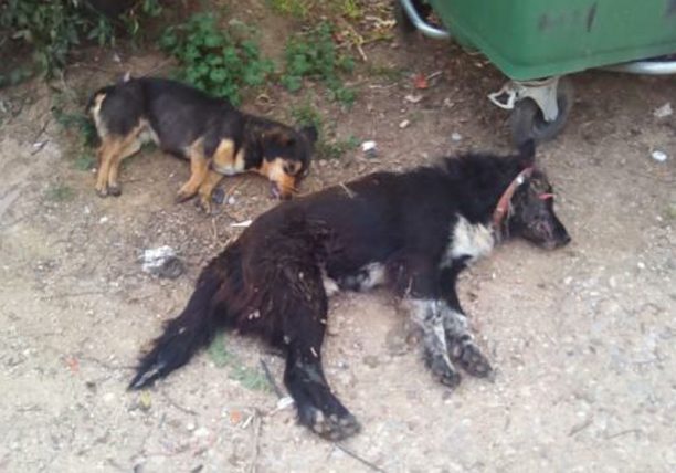 11 ζώα νεκρά από φόλες στη Βάρδα Ηλείας