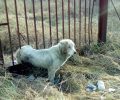 Βέροια: Απεγκλώβισαν τον άρρωστο σκύλο που είχε σφηνώσει σε κάγκελα περίφραξης (βίντεο)