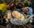 Βόλος: Άρπαξε τα κουτάβια από την μάνα τους και τα πέταξε στα σκουπίδια