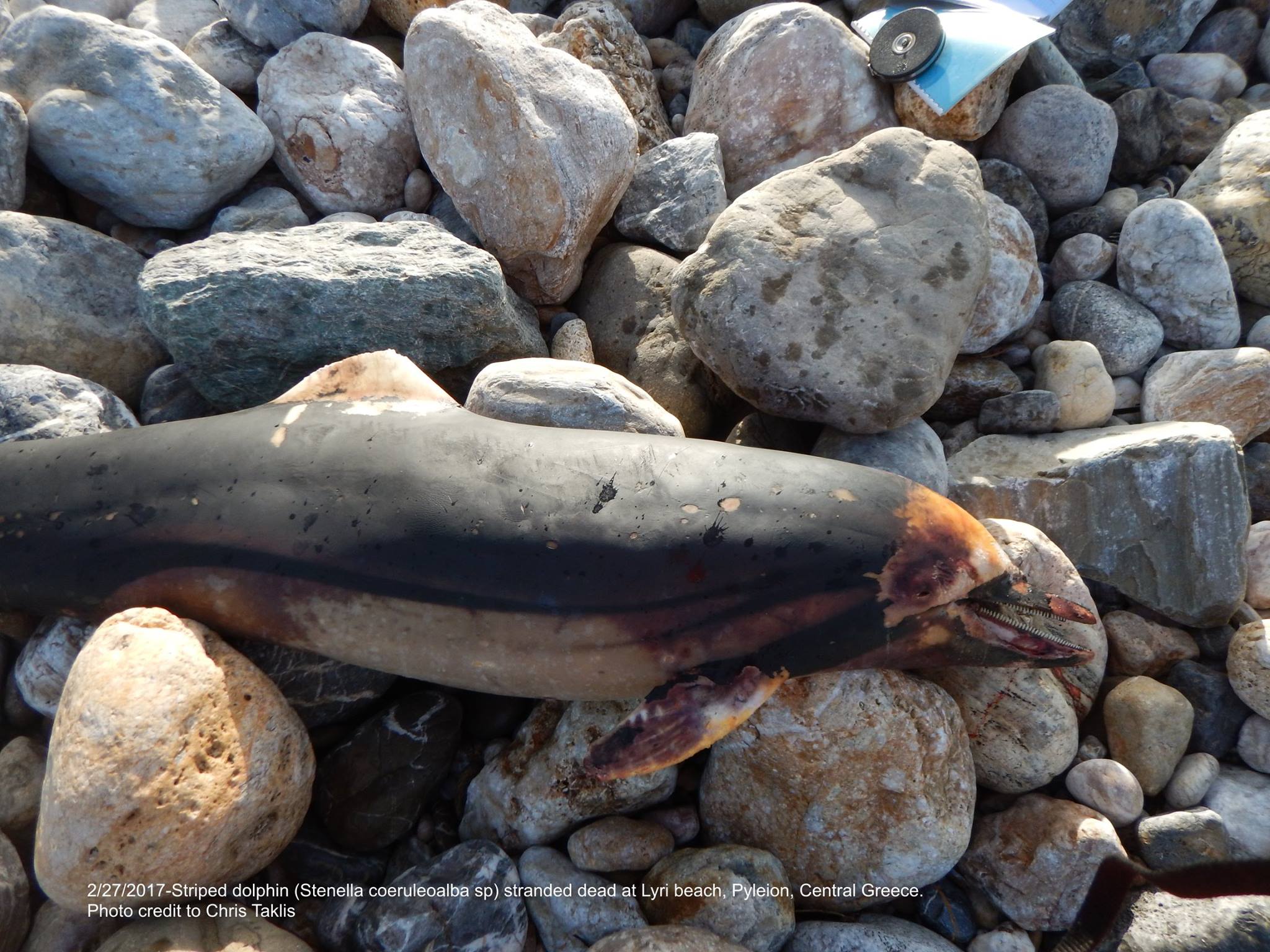 Μαγνησία: Βρήκε το δελφίνι με κομμένη ουρά και πτερύγιο στην παραλία Λύρη Πηλίου