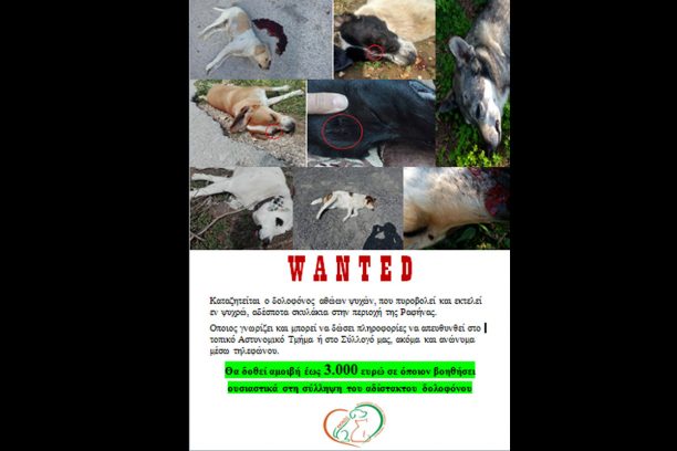 Ραφήνα: Δίνουν 3.000 € σε όποιον αποκαλύψει τον δολοφόνο των σκυλιών, που τα εκτελεί με αεροβόλο στο κεφάλι – 8 τα θύματα