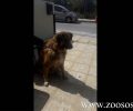 Καταδικάστηκε εν ενεργεία αστυνομικός που πυροβόλησε με αεροβόλο αδέσποτο σκύλο στον Άγιο Νικόλαο Κρήτης το 2017