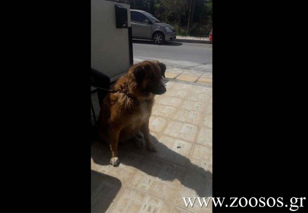 Εν ενεργεία αστυνομικός πυροβόλησε σκύλο με αεροβόλο στον Άγιο Νικόλαο Λασιθίου Κρήτης & συνελήφθη