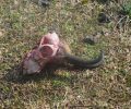 Ακόμα ένα νεκρό αγριόγιδο βρέθηκε στο Τσεπέλοβο Ιωαννίνων