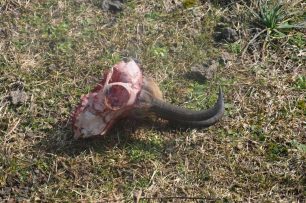 Ακόμα ένα νεκρό αγριόγιδο βρέθηκε στο Τσεπέλοβο Ιωαννίνων