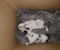 Βρήκε τα νεογέννητα γατάκια πεταμένα σε κάδο στο Αιγάλεω