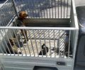 Χώρα Άνδρου: Είχε επί 5 ώρες τα σκυλιά του στον ήλιο χωρίς νερό