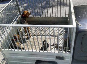 Χώρα Άνδρου: Είχε επί 5 ώρες τα σκυλιά του στον ήλιο χωρίς νερό