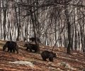 Φλώρινα: Ξύπνησαν οι αρκούδες στο Καταφύγιο του ΑΡΚΤΟΥΡΟΥ