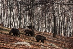 Φλώρινα: Ξύπνησαν οι αρκούδες στο Καταφύγιο του ΑΡΚΤΟΥΡΟΥ