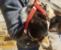 Έσωσαν τον σκύλο που περιφερόταν με κομμένο λαιμό στην Αρναία Χαλκιδικής