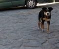 Έκκληση για τη σωτηρία του σκύλου που περιφέρεται με κομμένο λαιμό στην Αρναία Χαλκιδικής