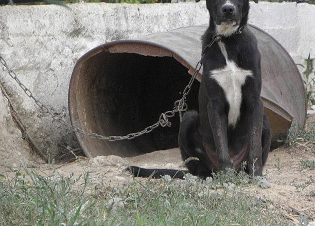 Όλοι βλέπουν το βαρελόσκυλο στα Άβδηρα Ξάνθης & κανείς δεν καταγγέλλει τον ιδιοκτήτη του