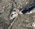 Σοβαρές καταγγελίες από το ΑΡΧΙΠΕΛΑΓΟΣ κατά του Λιμενικού για συγκάλυψη εγκληματιών που σκοτώνουν θαλάσσια είδη