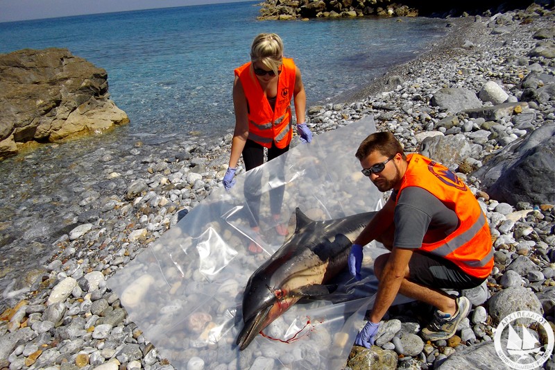 Σοβαρές καταγγελίες από το ΑΡΧΙΠΕΛΑΓΟΣ κατά του Λιμενικού για συγκάλυψη εγκληματιών που σκοτώνουν θαλάσσια είδη 4 DelfiniNekroArchipelagos 2