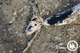 Σοβαρές καταγγελίες από το ΑΡΧΙΠΕΛΑΓΟΣ κατά του Λιμενικού για συγκάλυψη εγκληματιών που σκοτώνουν θαλάσσια είδη