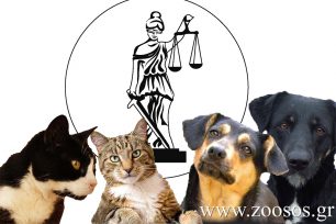 Σεμινάριο για τα δικαιώματα των ζώων διοργανώνει στην Κομοτηνή η Ευρωπαϊκή Ένωση Νέων Νομικών