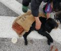 Κοζάνη: Βρήκαν τον σκύλο να κείτεται με σπασμένα πόδια στην Εγνατία Οδό καλυμμένος με τσουβάλι