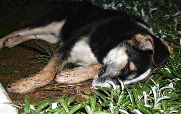 Μεσσήνη: Εξόντωσαν με φόλες 40 αδέσποτα σκυλιά ως αντίποινα!