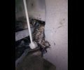 Φιλοθέη: Εθελοντές απεγκλώβισαν γάτα από Ι.Χ. όταν Πυροσβεστική & Οδική Βοήθεια δεν έκαναν ουσιαστικά τίποτα