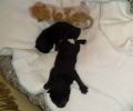 Βρήκε τρία νεογέννητα γατάκια πεταμένα στα σκουπίδια στην Καλλιθέα Αττικής (βίντεο)