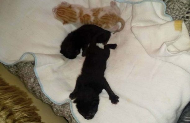 Βρήκε τρία νεογέννητα γατάκια πεταμένα στα σκουπίδια στην Καλλιθέα Αττικής (βίντεο)